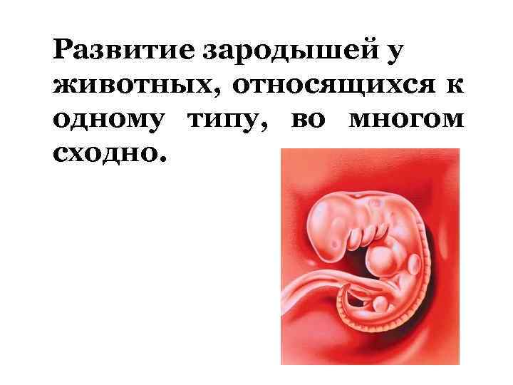 Развитие зародышей у животных, относящихся к одному типу, во многом сходно. 