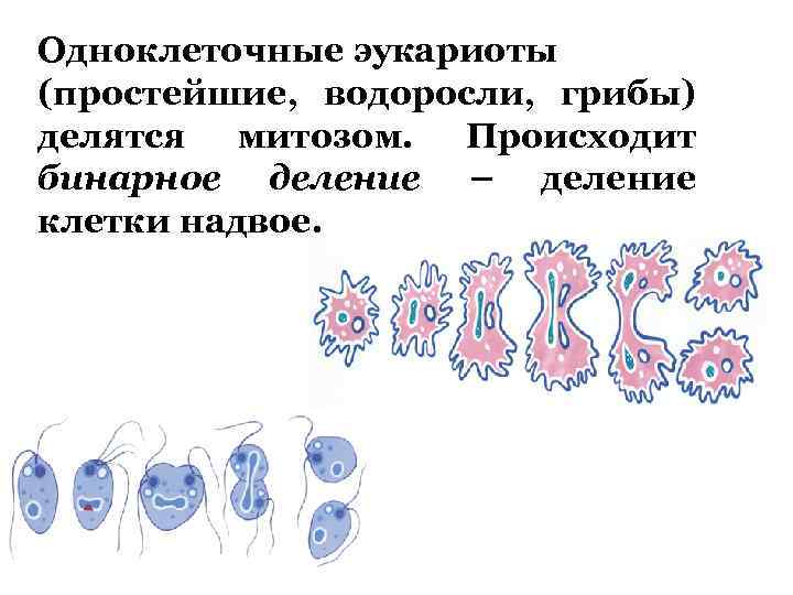 Прямое бинарное деление характерно для эукариот