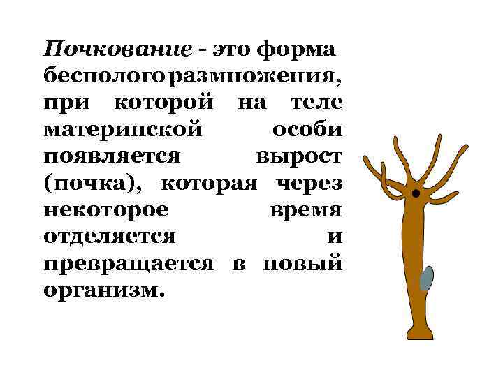 Почкование пример полового размножения. Размножение почкованием кратко. Почкование у многоклеточных организмов. Почкование примеры. Деление почкованием.