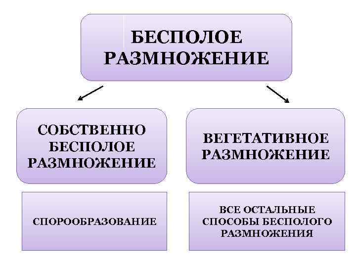 БЕСПОЛОЕ РАЗМНОЖЕНИЕ СОБСТВЕННО БЕСПОЛОЕ РАЗМНОЖЕНИЕ ВЕГЕТАТИВНОЕ РАЗМНОЖЕНИЕ СПОРООБРАЗОВАНИЕ ВСЕ ОСТАЛЬНЫЕ СПОСОБЫ БЕСПОЛОГО РАЗМНОЖЕНИЯ 