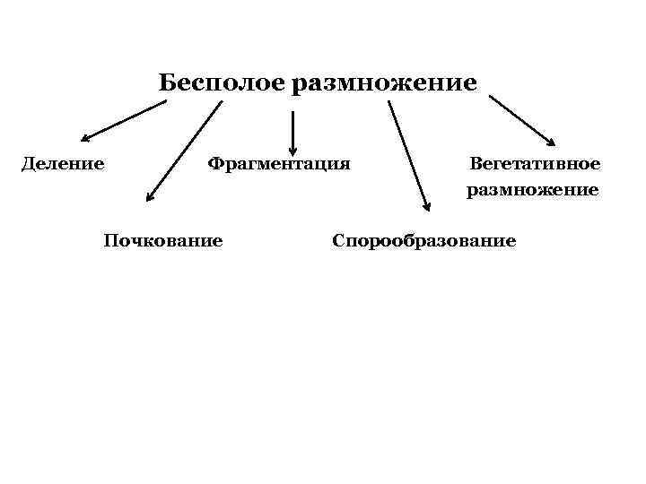 Бесполое размножение Деление Фрагментация Почкование Вегетативное размножение Спорообразование 