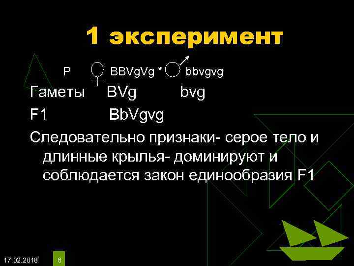 1 эксперимент P BBVg. Vg * bbvgvg Гаметы BVg bvg F 1 Bb. Vgvg