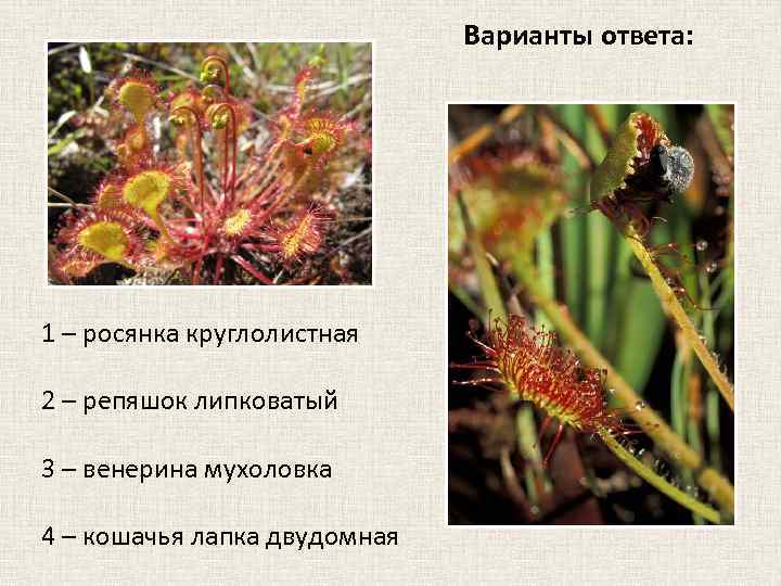 Варианты ответа: 1 – росянка круглолистная 2 – репяшок липковатый 3 – венерина мухоловка