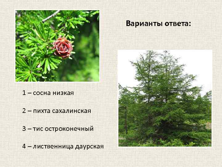 Варианты ответа: 1 – сосна низкая 2 – пихта сахалинская 3 – тис остроконечный
