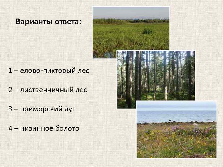 Варианты ответа: 1 – елово-пихтовый лес 2 – лиственничный лес 3 – приморский луг