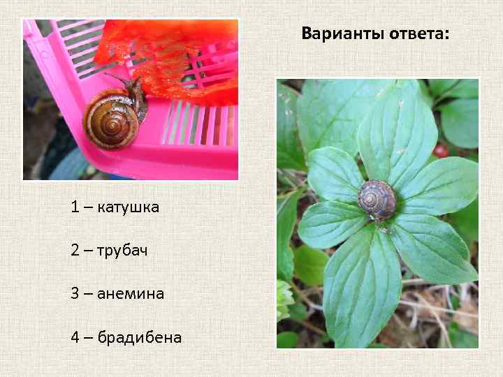 Варианты ответа: 1 – катушка 2 – трубач 3 – анемина 4 – брадибена