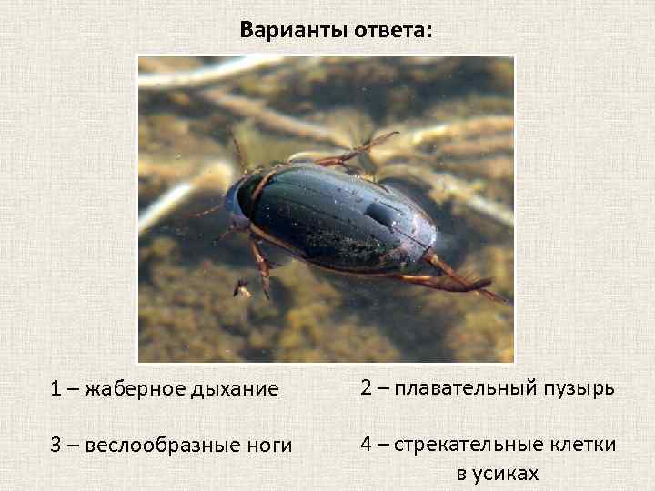 Варианты ответа: 1 – жаберное дыхание 2 – плавательный пузырь 3 – веслообразные ноги