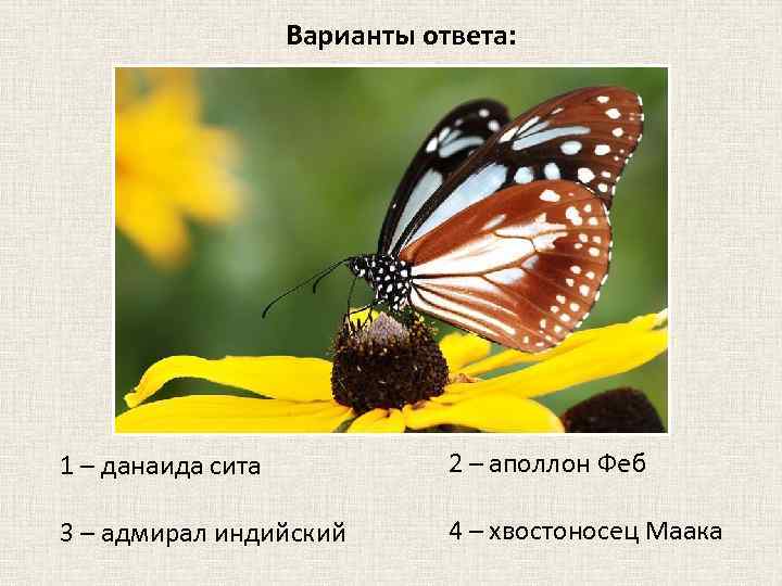 Варианты ответа: 1 – данаида сита 2 – аполлон Феб 3 – адмирал индийский