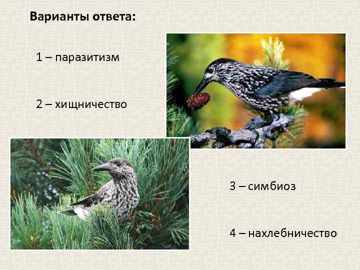 Варианты ответа: 1 – паразитизм 2 – хищничество 3 – симбиоз 4 – нахлебничество