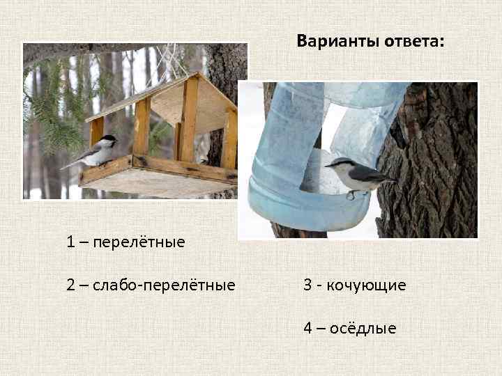 Варианты ответа: 1 – перелётные 2 – слабо-перелётные 3 - кочующие 4 – осёдлые