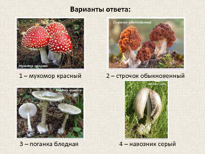 Варианты ответа: 1 – мухомор красный 3 – поганка бледная 2 – строчок обыкновенный