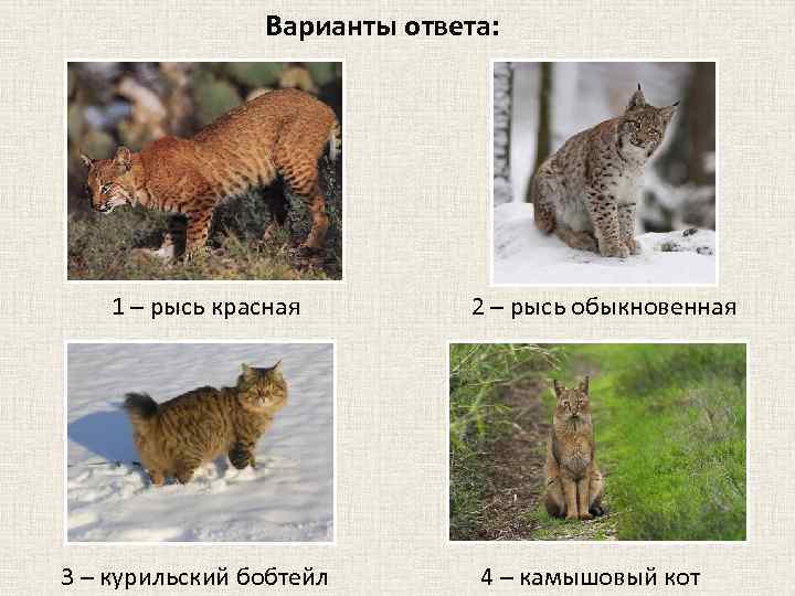 Варианты ответа: 1 – рысь красная 3 – курильский бобтейл 2 – рысь обыкновенная