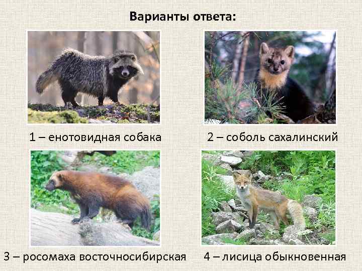 Варианты ответа: 1 – енотовидная собака 2 – соболь сахалинский 3 – росомаха восточносибирская