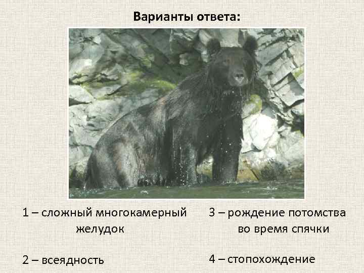 Варианты ответа: 1 – сложный многокамерный желудок 3 – рождение потомства во время спячки