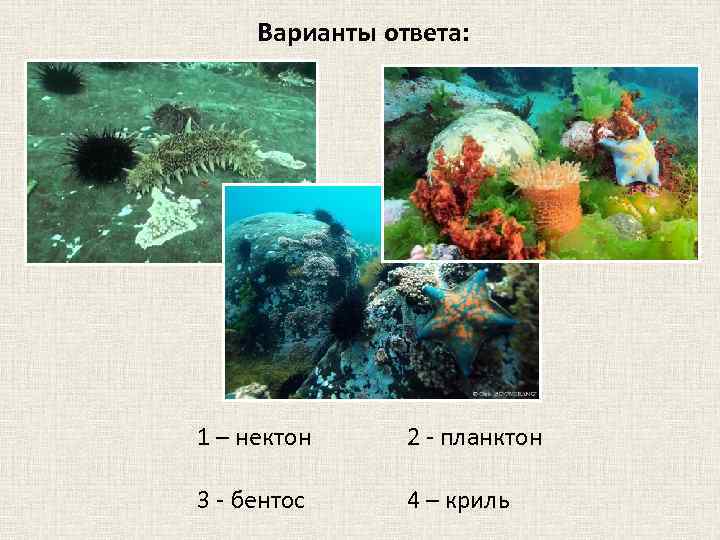 Варианты ответа: 1 – нектон 2 - планктон 3 - бентос 4 – криль