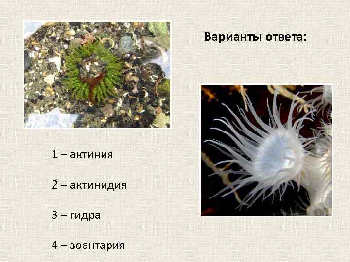 Варианты ответа: 1 – актиния 2 – актинидия 3 – гидра 4 – зоантария