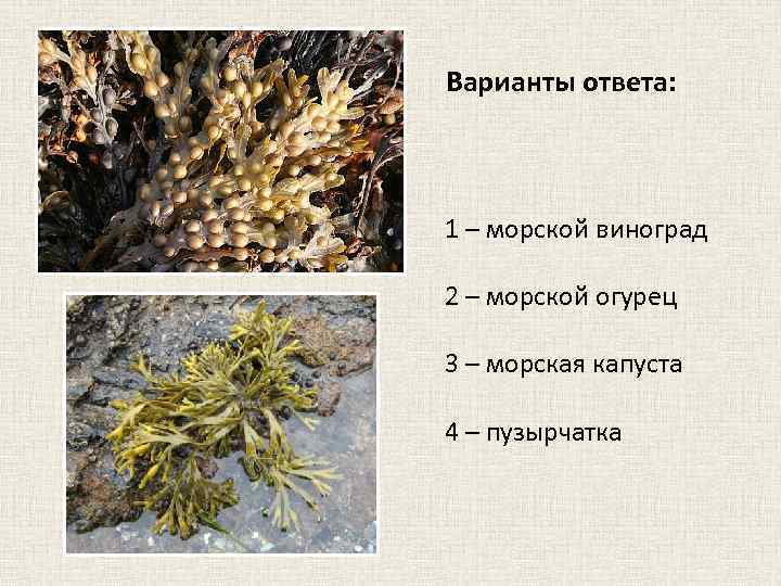 Варианты ответа: 1 – морской виноград 2 – морской огурец 3 – морская капуста