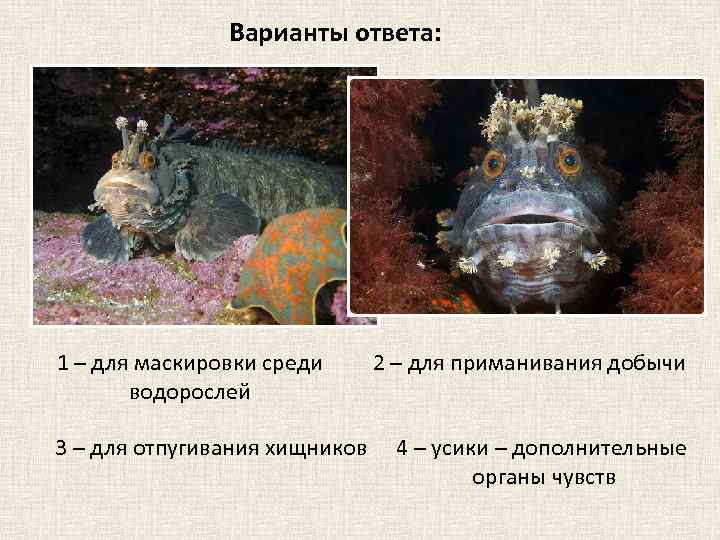 Варианты ответа: 1 – для маскировки среди водорослей 3 – для отпугивания хищников 2