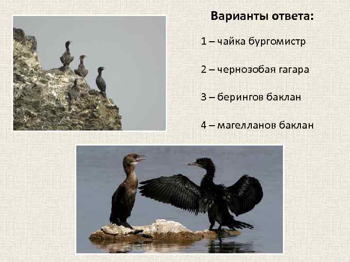 Варианты ответа: 1 – чайка бургомистр 2 – чернозобая гагара 3 – берингов баклан
