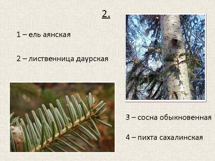 2. 1 – ель аянская 2 – лиственница даурская 3 – сосна обыкновенная 4