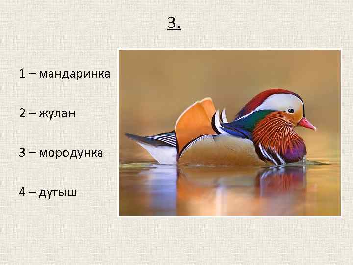 3. 1 – мандаринка 2 – жулан 3 – мородунка 4 – дутыш 