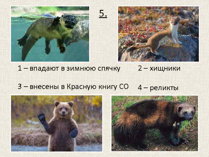 5. 1 – впадают в зимнюю спячку 2 – хищники 3 – внесены в