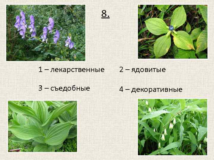 8. 1 – лекарственные 2 – ядовитые 3 – съедобные 4 – декоративные 