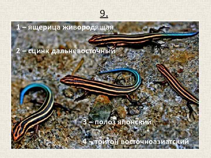 9. 1 – ящерица живородящая 2 – сцинк дальневосточный 3 – полоз японский 4