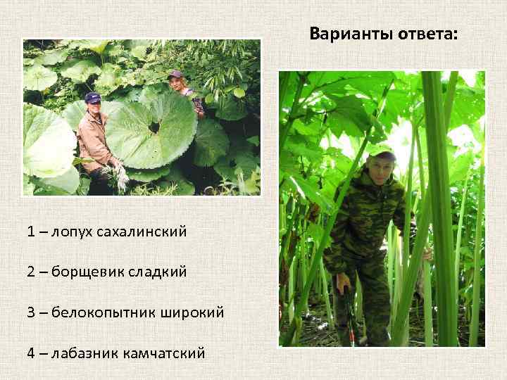 Варианты ответа: 1 – лопух сахалинский 2 – борщевик сладкий 3 – белокопытник широкий