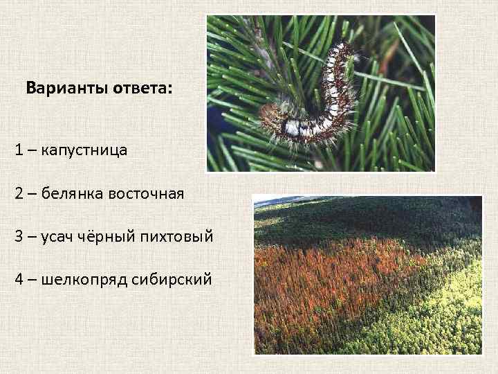 Варианты ответа: 1 – капустница 2 – белянка восточная 3 – усач чёрный пихтовый