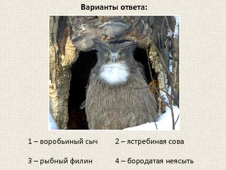 Варианты ответа: 1 – воробьиный сыч 2 – ястребиная сова 3 – рыбный филин