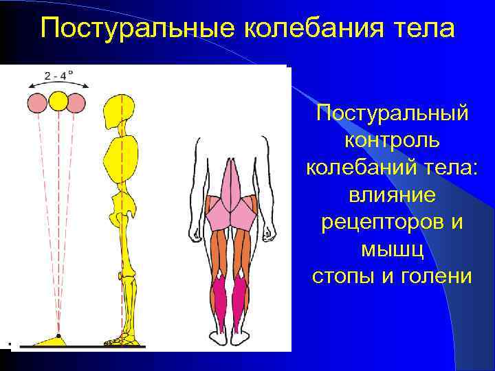 Колеблющееся тело. Постуральные мышцы. Постуральная функция мышц это. Постуральный мышечный контроль. Постуральная мышечная система.