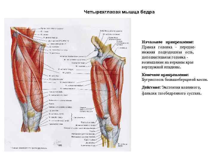 Четырехглавая мышца бедра Начальное прикрепление: Прямая головка - передненижняя подвздошная ость, дополнительная головка возвышение