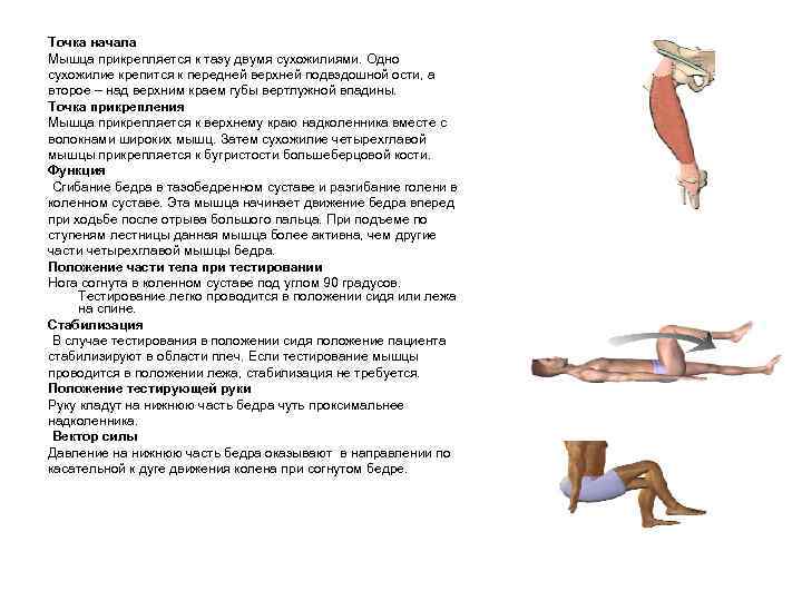 Точка начала Мышца прикрепляется к тазу двумя сухожилиями. Одно сухожилие крепится к передней верхней