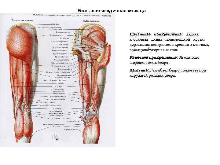 Где находится средняя ягодичная мышца