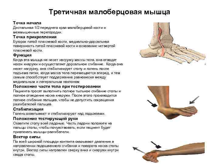 Дорсальное сгибание голеностопного сустава. Подошвенное сгибание стопы мышцы. Мышцы разгибающие стопу в голеностопном суставе. Положение подошвенного сгибания стопы.