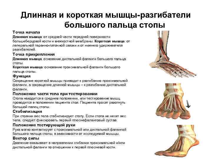 Длинная и короткая мышцы-разгибатели большого пальца стопы Точка начала Длинная мышца: от средней части