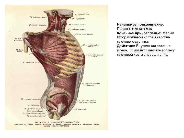 Подлопаточная ямка. Строение лопатки подлопаточная ямка. Подлопаточная ямка животные. Малый бугор плечевой кости. Подлопаточная ямка латынь.