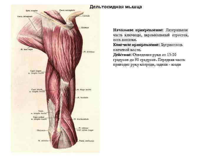 Дельтовидная мышца Начальное прикрепление: Латеральная часть ключицы, акромиальный отросток, ость лопатки. Конечное прикрепление: Бугристость