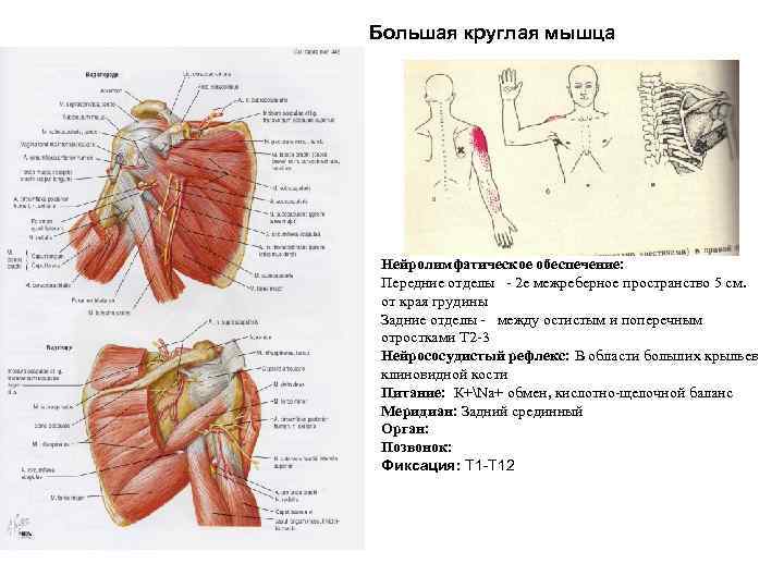 Концентрика и эксцентрика мышц