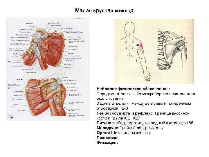 Малая круглая мышца Нейролимфатическое обеспечение: Передние отделы - 2 е межреберное пространство около грудины
