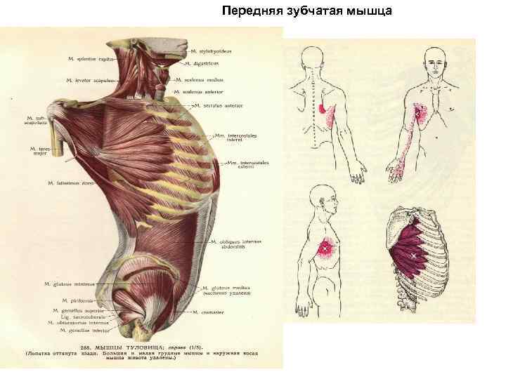 Передняя зубчатая мышца 