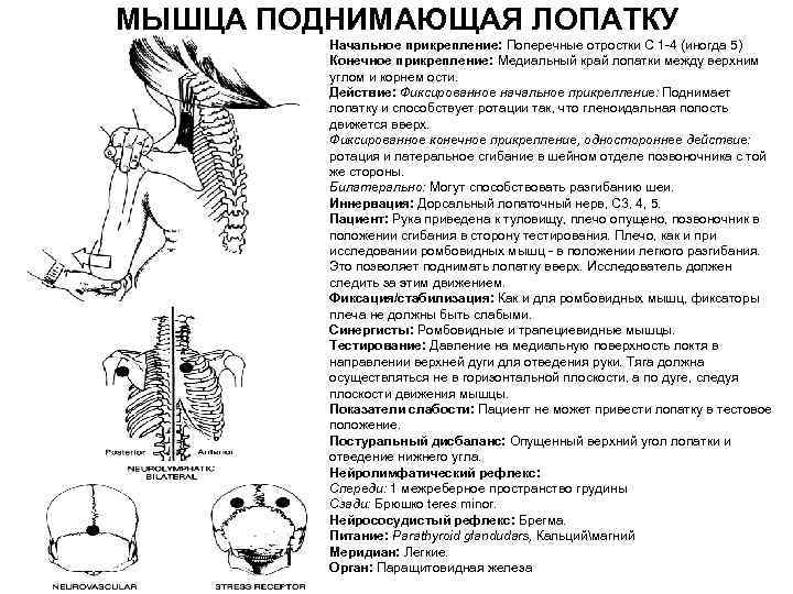 Мышца поднимающая лопатку фото