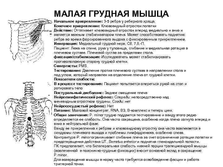 Кинезиологическая карта человека с описанием