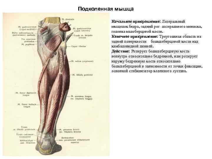 Груберов канал. Сухожилие подколенной мышцы анатомия. Место прикрепления подколенной мышцы. Точки крепления подколенной мышцы. Подколенная мышца иннервация.