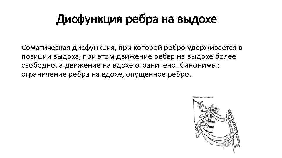 Дисфункция ребра на выдохе Соматическая дисфункция, при которой ребро удерживается в позиции выдоха, при
