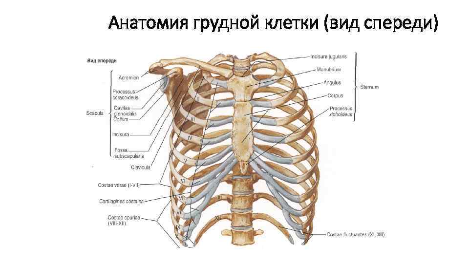 Анатомия грудной клетки (вид спереди) 