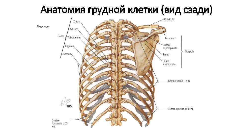 Анатомия грудной клетки (вид сзади) 