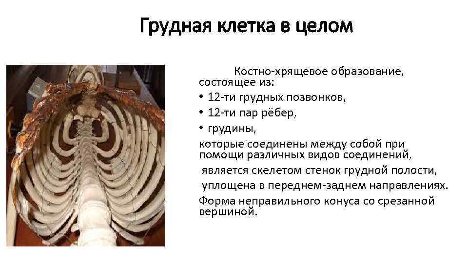 Грудная клетка в целом Костно-хрящевое образование, состоящее из: • 12 -ти грудных позвонков, •