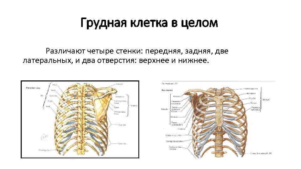 Грудная клетка в целом Различают четыре стенки: передняя, задняя, две латеральных, и два отверстия: